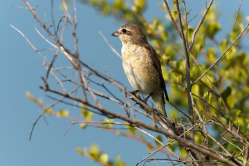 Pie grièche écorcheur,.Lanius collurio, Red backed Shrike
