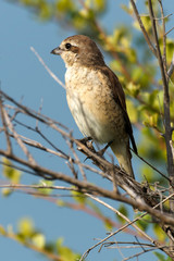 Pie gri&egrave;che &eacute;corcheur,.Lanius collurio, Red backed Shrike