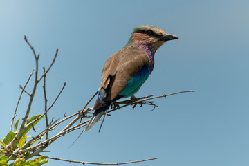 Rollier à longs brins,. Coracias caudatus, Lilac breasted Roller