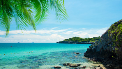 Fototapeta premium Coconut tree leaf on the tropical beach with space for text , summer,holiday, vacation weekend or relax ,summer mid year sale concept 
