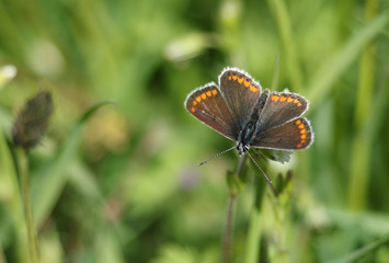 A pretty Brown Argus Butterfly, Aricia agestis, nectaring on a daisy flower in springtime in the UK.
