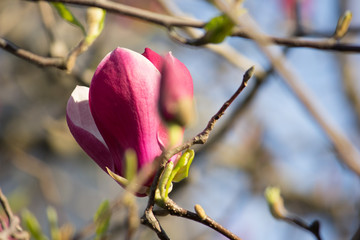 Pink magnolia closeup on a branch. Flower buds.