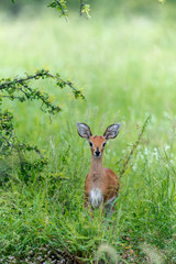 Steinbock, Raphicerus campestris, Parc national Kruger, Afrique du Sud
