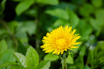Yellow dandelion close-up in the grass.