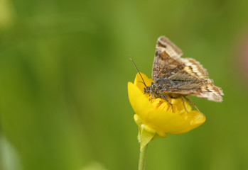 A pretty Burnet Companion Moth, Euclidia glyphica, nectaring from a Buttercup flower in spring.