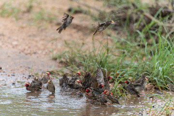 Travailleur à bec rouge,.Quelea quelea, Red billed Quelea