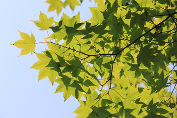 重なり合う緑色のカエデの葉