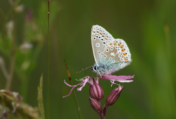 Fototapeta na wymiar A beautiful Common Blue Butterfly, Polyommatus icarus, nectaring from a Ragged-robin flower, Lychnis flos-cuculi, in springtime. 