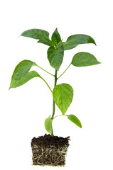 young plant of red pepper with roots on a white background