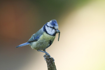 A pretty Blue Tit, Cyanistes caeruleus, perching on a branch of a tree. It has a Caterpillar in its beak, which it is going to feed to its babies in a nest nearby.