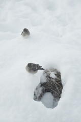 Sparrows playing with snow around their nest.