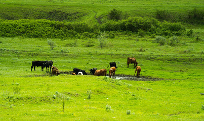 Many cows in black and white and brown graze on a green field near a pond on a sunny summer day.