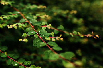 close up of water drops after rain on fresh green leaves of a tree background. selective focus