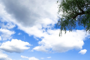 Green tree branch overlaps part of the blue sky with white clouds