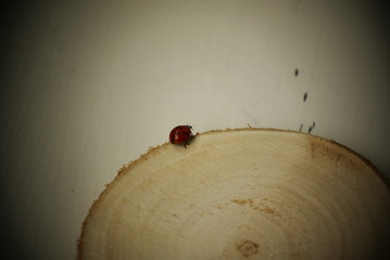 a small ladybug on an old wood background