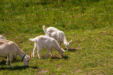 Obraz premium Domestic goats grazing on field