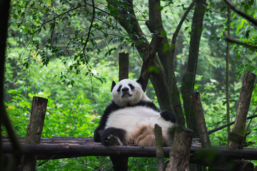 Fototapeta premium Giant panda resting in Research Base of Giant Panda Breeding, Chengdu, China on a hot, summer day