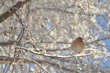 Cute Brambling bird resting on the snowy tree branches at Lake Tekapo.