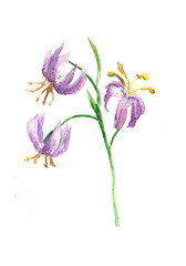 Watercolor illustration of forest flower, plant