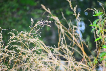 A FIELD FULL OF RICE