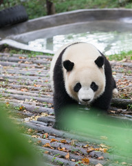 Fototapeta premium Giant panda walking around in Research Base of Giant Panda Breeding, Chengdu, China on a hot, summer day