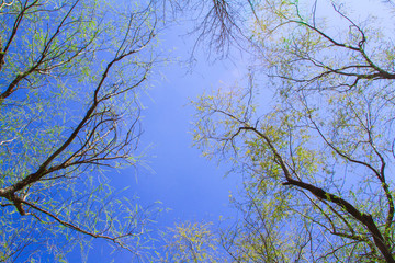 Obraz premium Look up tree in spring with green leaves against the sky view from the bottom