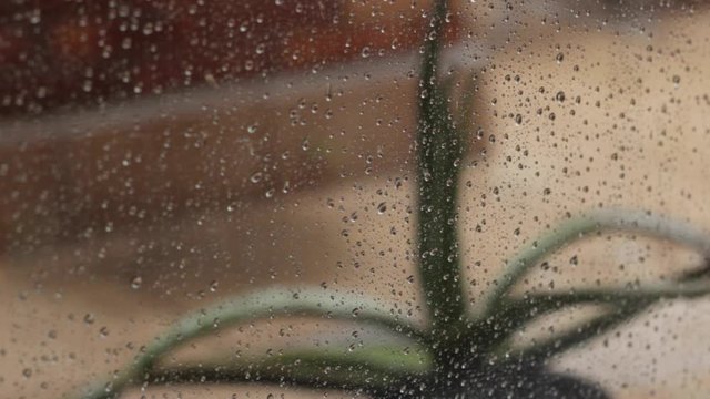 Rain outside the window with a plant at the background
