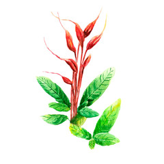 Watercolor illustration of forest flower, plant