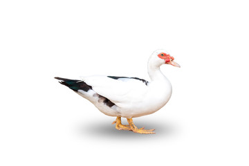 White duck female isolate on a white background with clipping path. Muscovy duck (Cairina moschata) on white background.