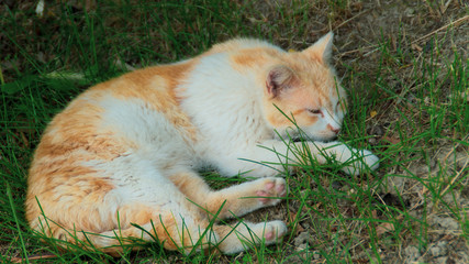 Piccolo gatto rosso e bianco