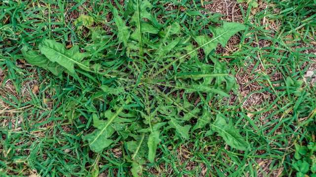 Erbe di campo il crespigno
