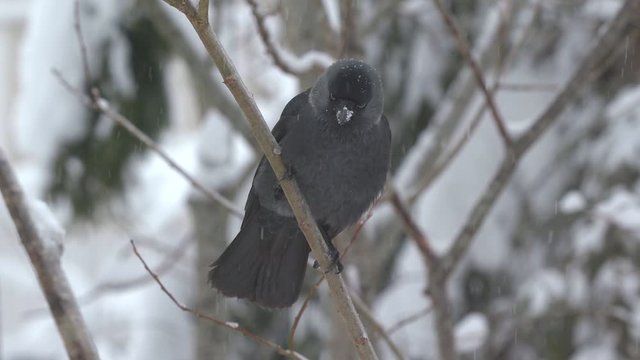 western jackdaw crow bird animal perhed on branch snowfall winter scenery fly away