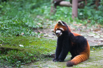 Red panda (lesser panda) posing with tongue out in Research Base of Giant Panda Breeding, Chengdu, China on a hot, summer day