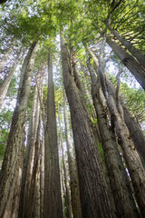 Fototapeta premium trees in the woods