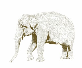 African safari animal. Indian elephant. Hand drawn sketch black and white vintage exotic tropical elephant. Vector illustration isolated on white background.