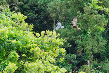 black kite and crow are fighting