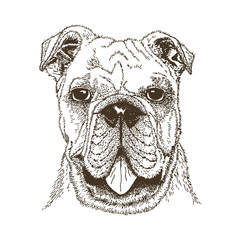 Dog portrait. Freehand drawing. Black vector outline isolated on a white background.