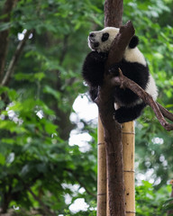 Obraz premium Young giant panda sleeping on a tree in Research Base of Giant Panda Breeding, Chengdu, China on a hot, summer day
