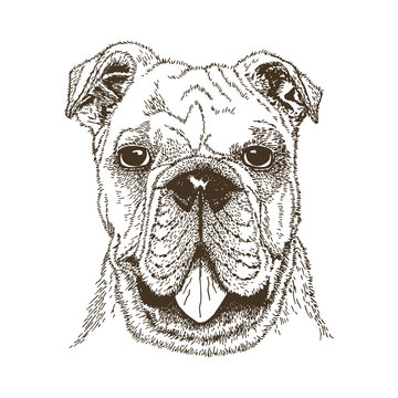 Dog portrait. Freehand drawing. Black vector outline isolated on a white background.