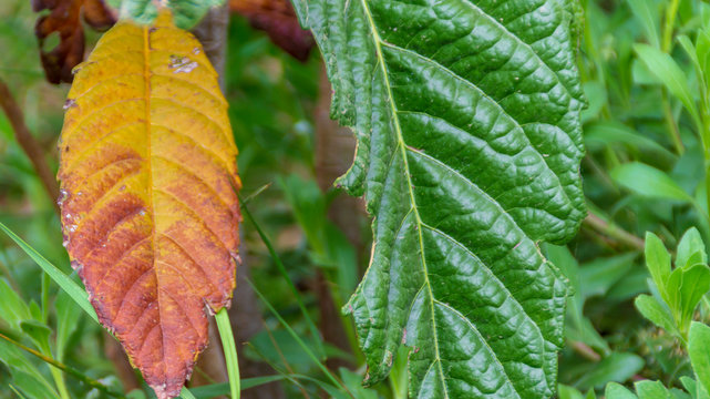 Pianta del nespolo in primavera