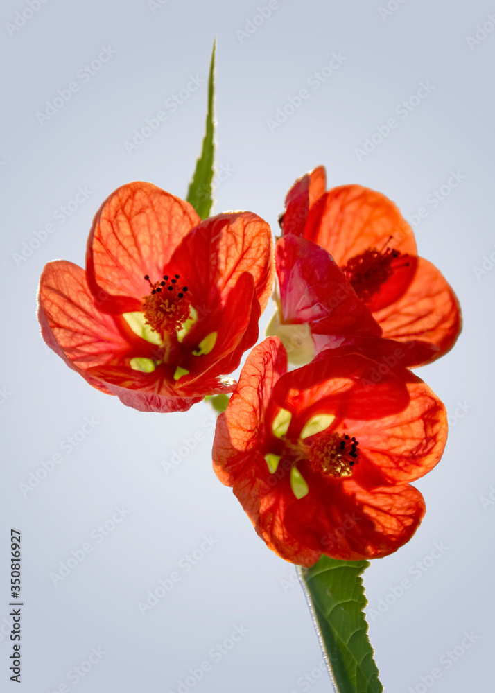 Canvas Prints exotic flower closeup