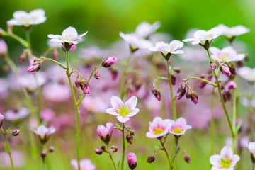 Delicate white pink flowers of Saxifrage moss in spring garden