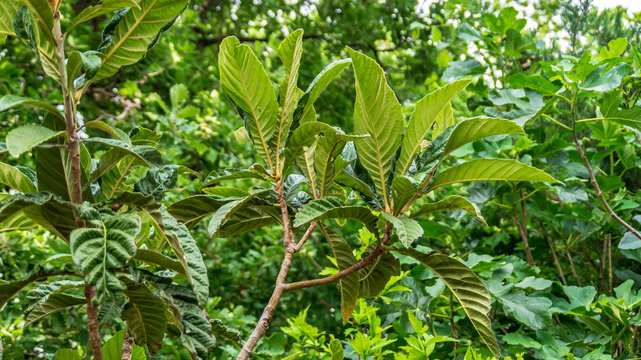 Pianta del nespolo in primavera