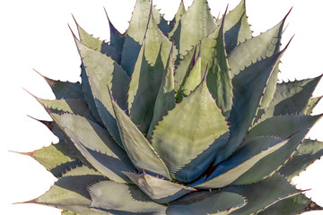 isolated agave closeup