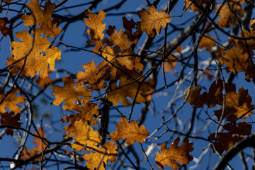 Autumn Leaves with blue sky