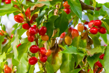 Coffea plant closeup