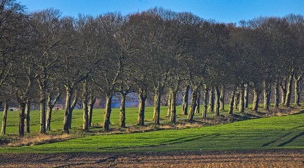 Naklejka premium Drzewa przy drodze aleja