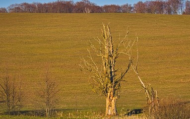 Suche drzewo na pastwisku łace © Piotr