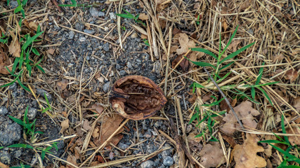 Guscio secco di noce in terra