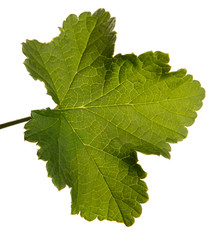young sprout of currant with green leaves on a white background